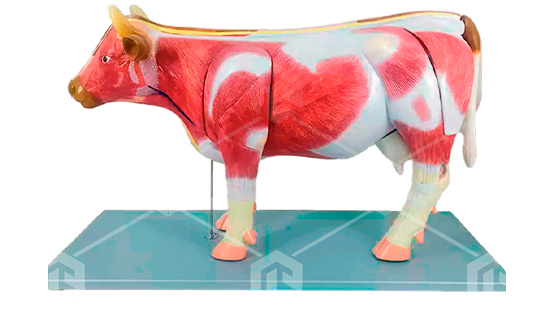 фото Электрифицированный стенд-макет «Анатомия Коровы»