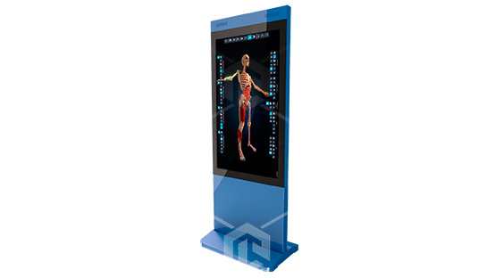 фото Интерактивная анатомическая панель PL-Anatomy Vertical