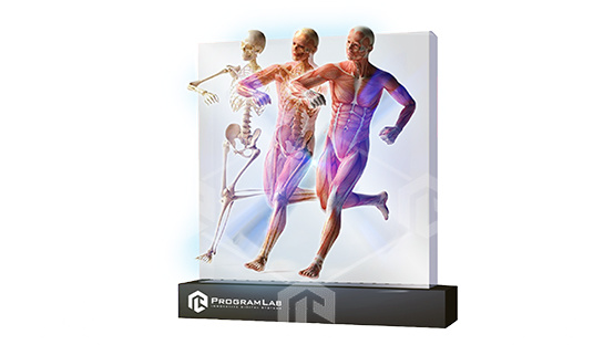 фото Интерактивная анатомическая демонстрация с голографическим дисплеем «Влияние спортивных нагрузок на преобразования в тканях спортсменов