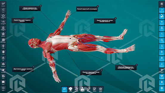 фото Виртуальный учебный комплекс "Интерактивный трехмерный атлас анатомии человека" PL-Anatomy 4.0