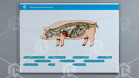 фото Стенд-планшет светодинамический "Изучение нервной системы сельскохозяйственных животных" со сменными панелями