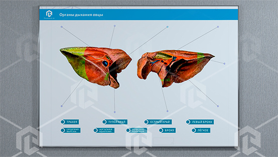 фото Стенд-планшет светодинамический "Изучение органов дыхания сельскохозяйственных животных" со сменными панелями