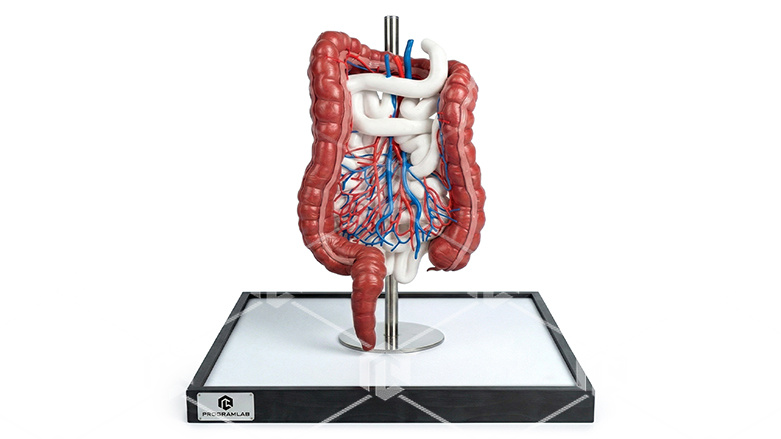 фото Анатомическая модель кишечника