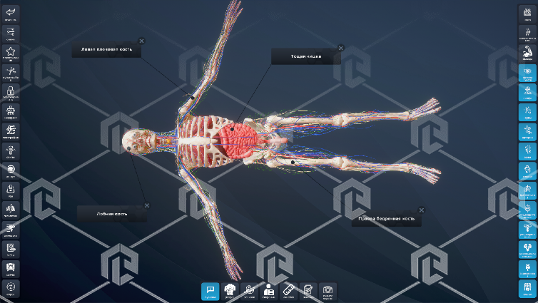 фото Интерактивный анатомический стол PL-Anatomy Tab Duo (Полноростовой поворотный)