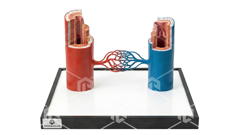 фото Анатомическая модель артерия-вена