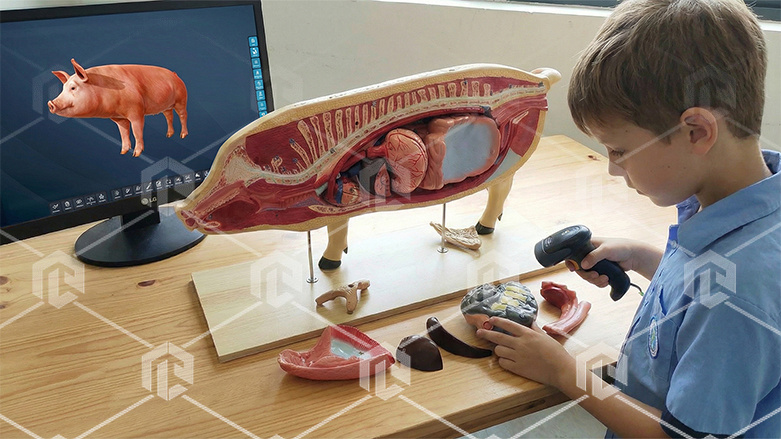 фото Интерактивный учебный комплекс «Анатомия Свиньи»