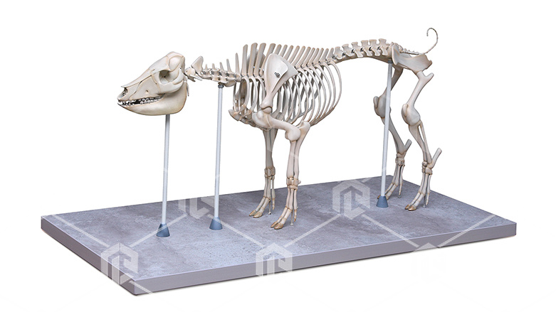 фото Интерактивный настольный макет скелета Домашней свиньи в масштабе 1:2