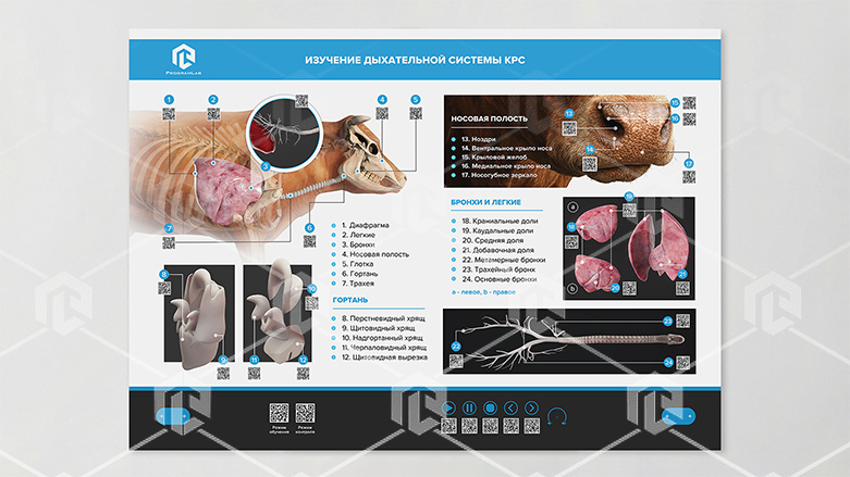фото Стенд-планшет светодинамический "Изучение органов дыхания сельскохозяйственных животных" со сменными панелями