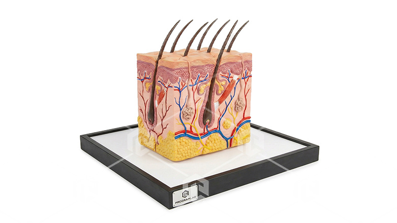 фото Анатомическая модель кожи