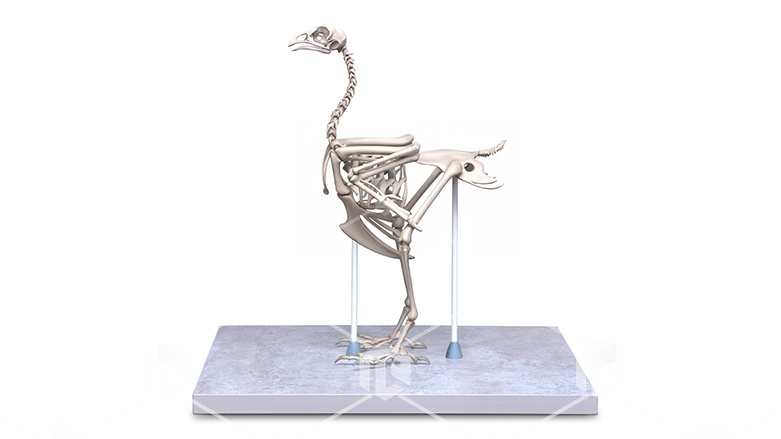 фото Интерактивный настольный макет скелета Домашней птицы (курица) в масштабе 1:1