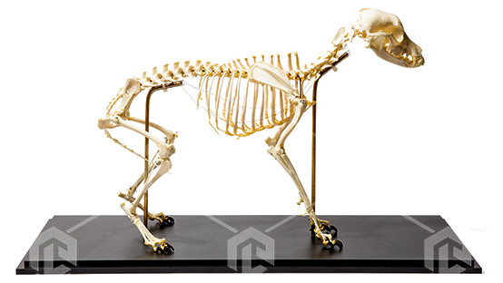 фото Макет масштабный  "Скелет собаки" (Canis lupus familiaris) Масштаб 1:1