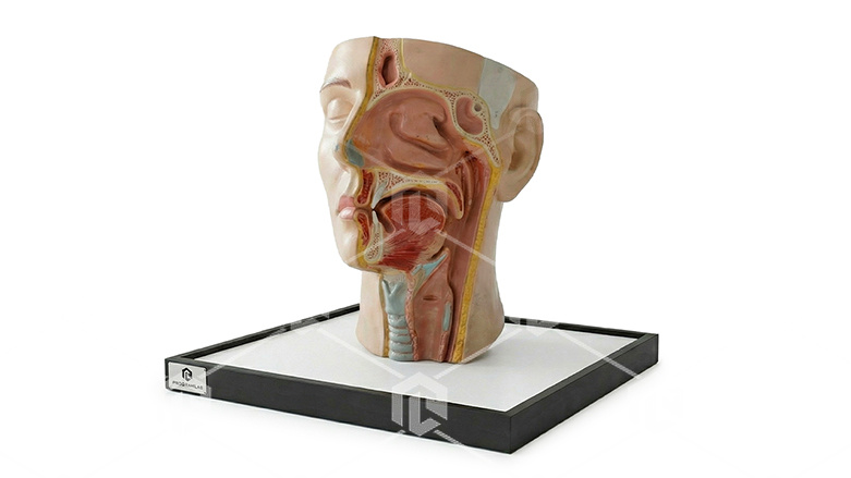 фото Анатомическая модель горла