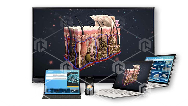 фото Интерактивное наглядное 3D пособие «Познание: Анатомия человека»