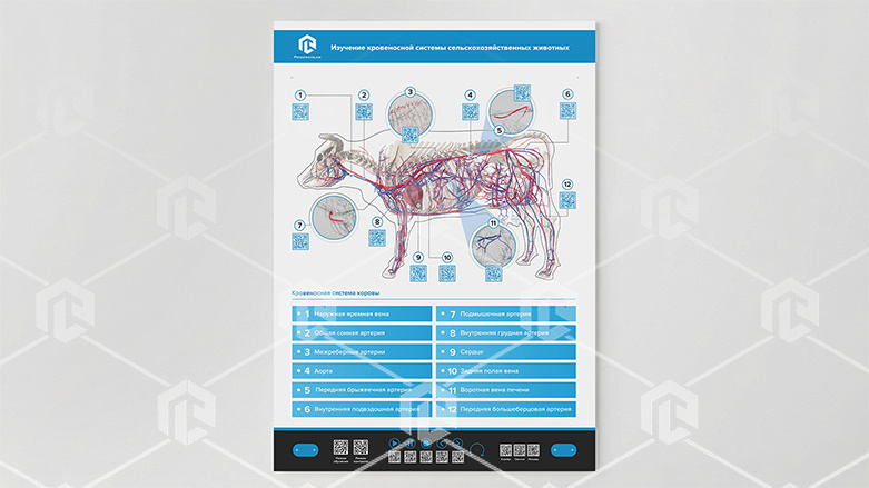 фото Стенд-планшет светодинамический "Изучение кровеносной системы сельскохозяйственных животных" со сменными панелями
