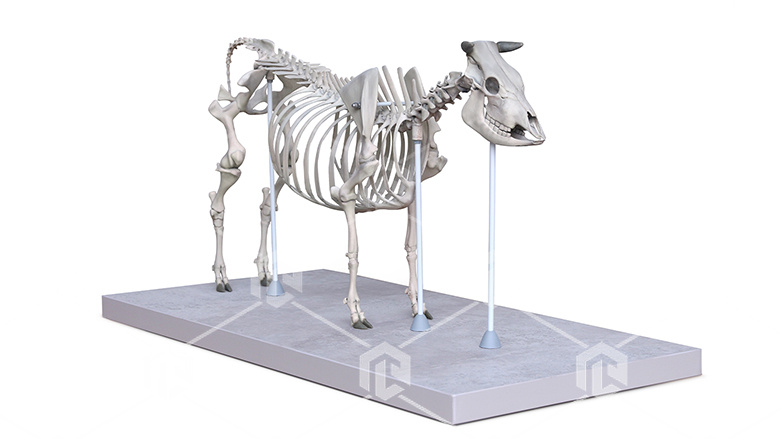 фото Интерактивный настольный макет скелета КРС в масштабе 1:4