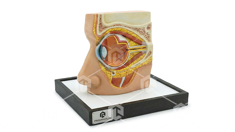 фото Анатомическая модель глаза