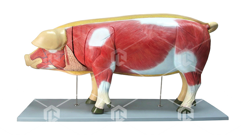 фото Интерактивный учебный комплекс «Анатомия Свиньи»