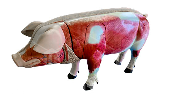 фото Интерактивный учебный комплекс «Анатомия Свиньи»